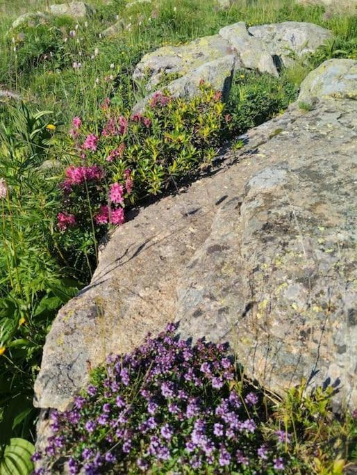 Apto Silencioso Vistas A Natura 帕斯底拉卡萨 外观 照片